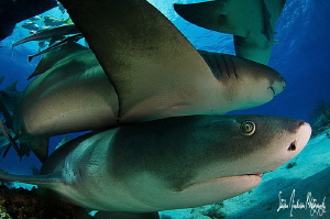 Nothing like piling on with Lemon Sharks. This image was ... by Steven Anderson 